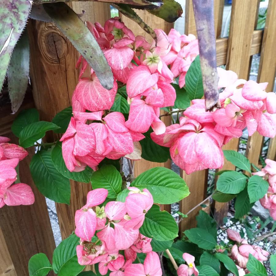 劳德代尔堡Tropical Hideaway!公寓 外观 照片